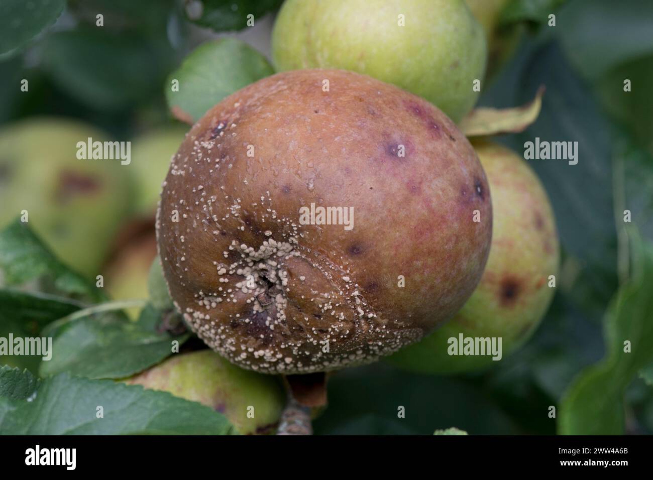 Cremeweiße Pilzpusteln der Braunfäule (Monilinia fructigena) auf verrottenden Äpfeln auf einem Obstbaum, Berkshire, August Stockfoto