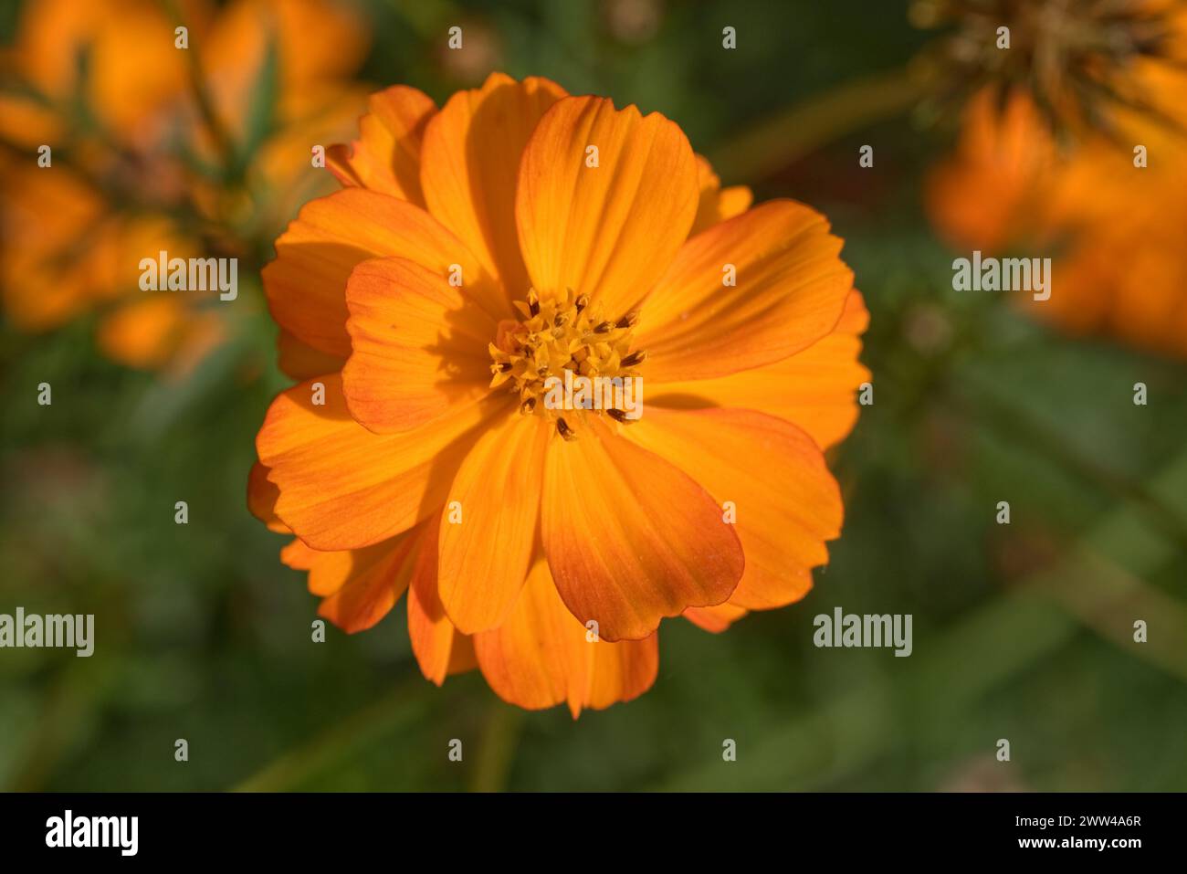 Orange Blume von Cosmos sulphureus eine halbfeste jährliche Ziergartenpflanze blüht in einem Hüttengarten, Berkshire, September Stockfoto