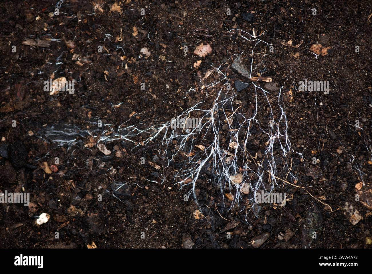 Verzweigungsfäden von Pilzmyzelen, die sich über organischen Boden verbreiten. Ein mykorrhizaler symbiotischer Organismus, der mit Pflanzen- und Baumwurzeln interagiert, Berkshi Stockfoto