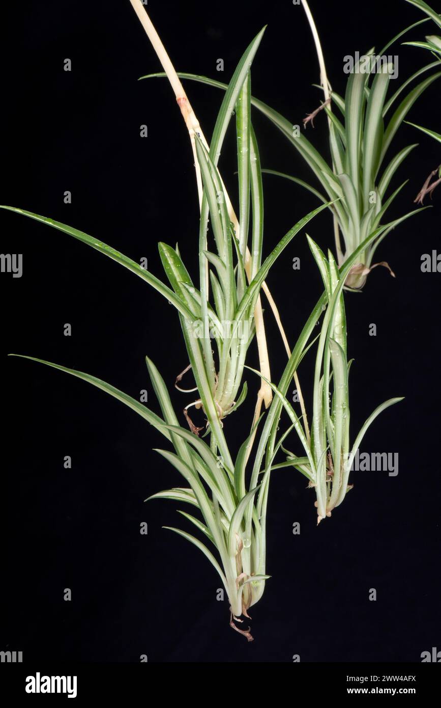 Säuglingspflanzen auf einem Nabelstamm aus der Mutterspinne (Chlorophytum comosum). Beliebte Hauspflanzen mit variiertem grün-weißen lea Stockfoto