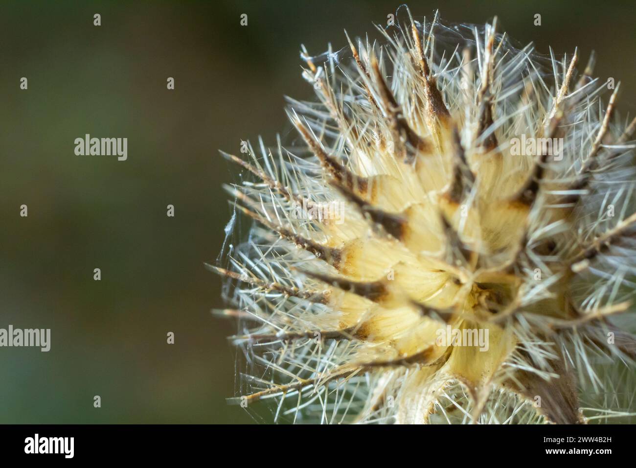Kleine Teasel Dipsacus pilosus Samenkopf im Winter. Tote Blütenstände bedeckt mit schmelzendem Frost, hinterleuchtet durch Sonnenlicht auf stachelige Pflanze im Familienbad Stockfoto