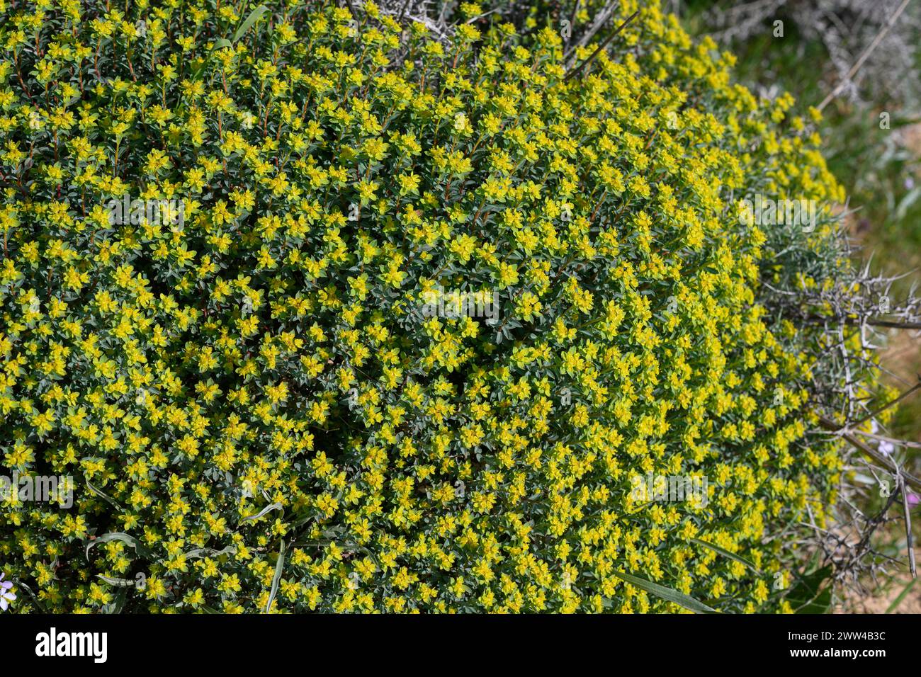 Euphorbia hierosolymitana die Jerusalem Spurge fotografierte im Frühjahr Februar in Har Amasa (Berg Amasa), Israel Stockfoto