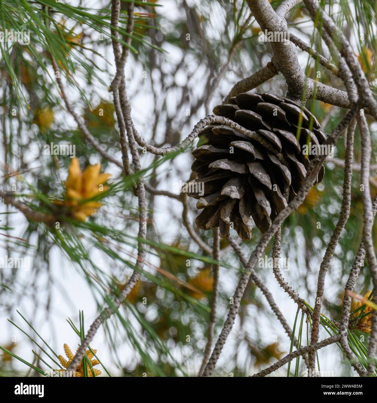 Kiefernkegel Pinus halepensis, allgemein bekannt als Aleppo-Kiefer, auch bekannt als Jerusalem-Kiefer, ist eine Kiefer, die im Mittelmeerraum beheimatet ist. Ph Stockfoto