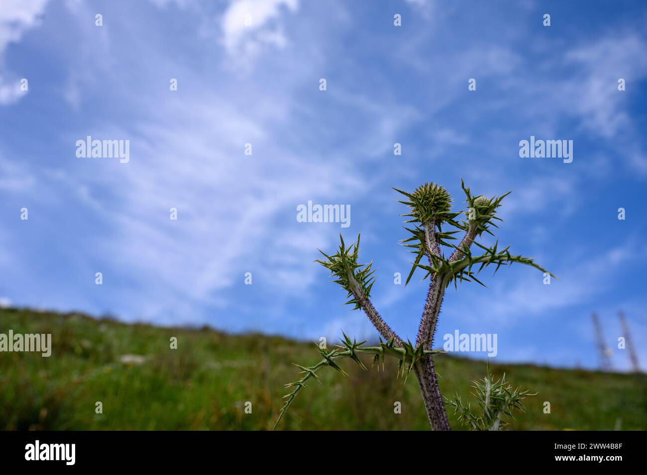 Echinops adenocaulos gemeinsame Globus-Disteln. Fotografiert im März im Jezreel-Tal, Israel Stockfoto