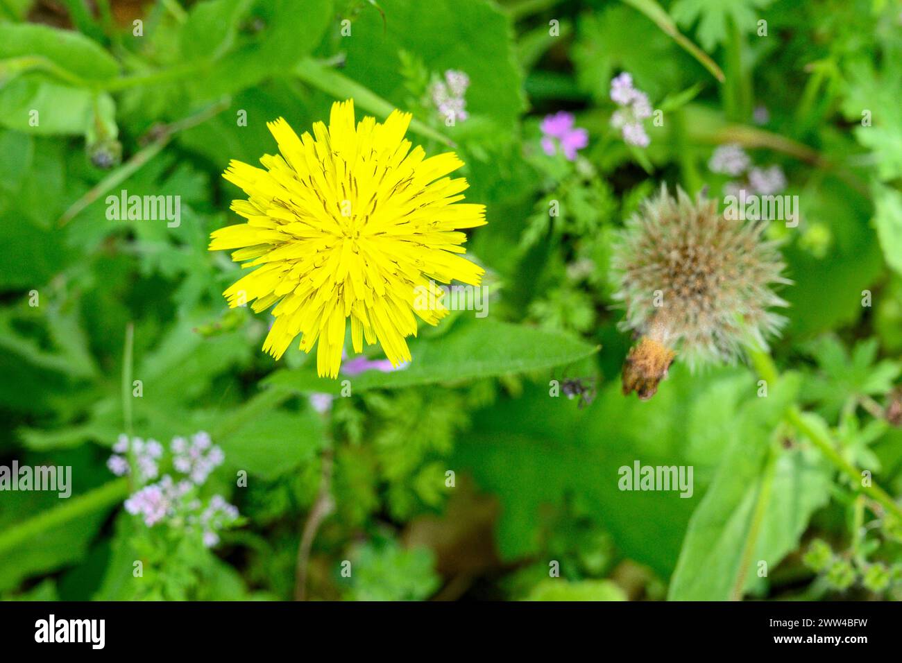 Crepis sancta, auch bekannt als Karettbart oder Karettbart, fotografiert im März im Jezreel Valley, Israel Stockfoto