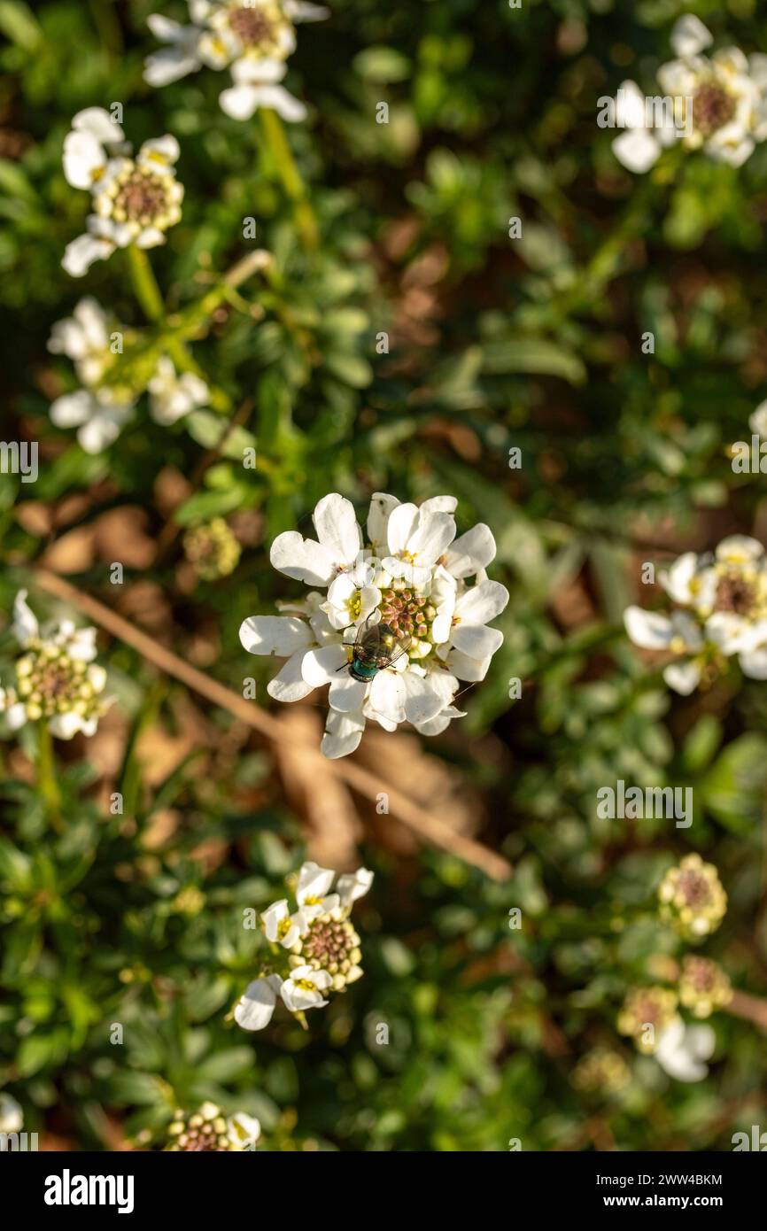 Schönes Iberis sempervirens „Appen-Etz“, Süßigkeitenbüschel „Appen-Etz“. Natürliches Nahaufnahme blühendes Pflanzenporträt in Frühlingssonne. Verführerisch, Erstaunlich, Stockfoto