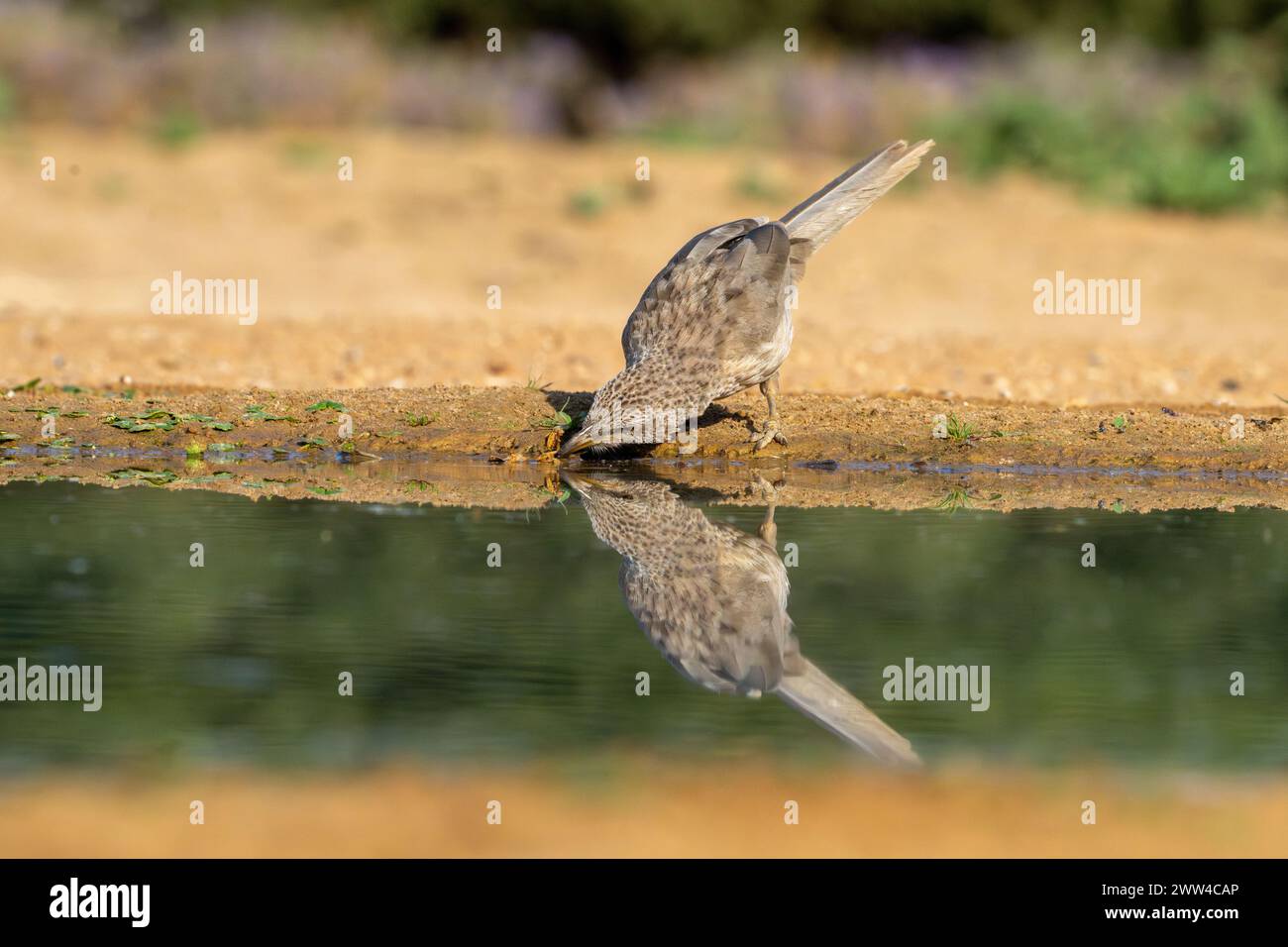 Der arabische Babbler (Argya squamiceps) ist ein Passerinvogel. Es ist ein gemeinschaftlich nistender Vogel aus trockenem Gestrüpp im M Stockfoto