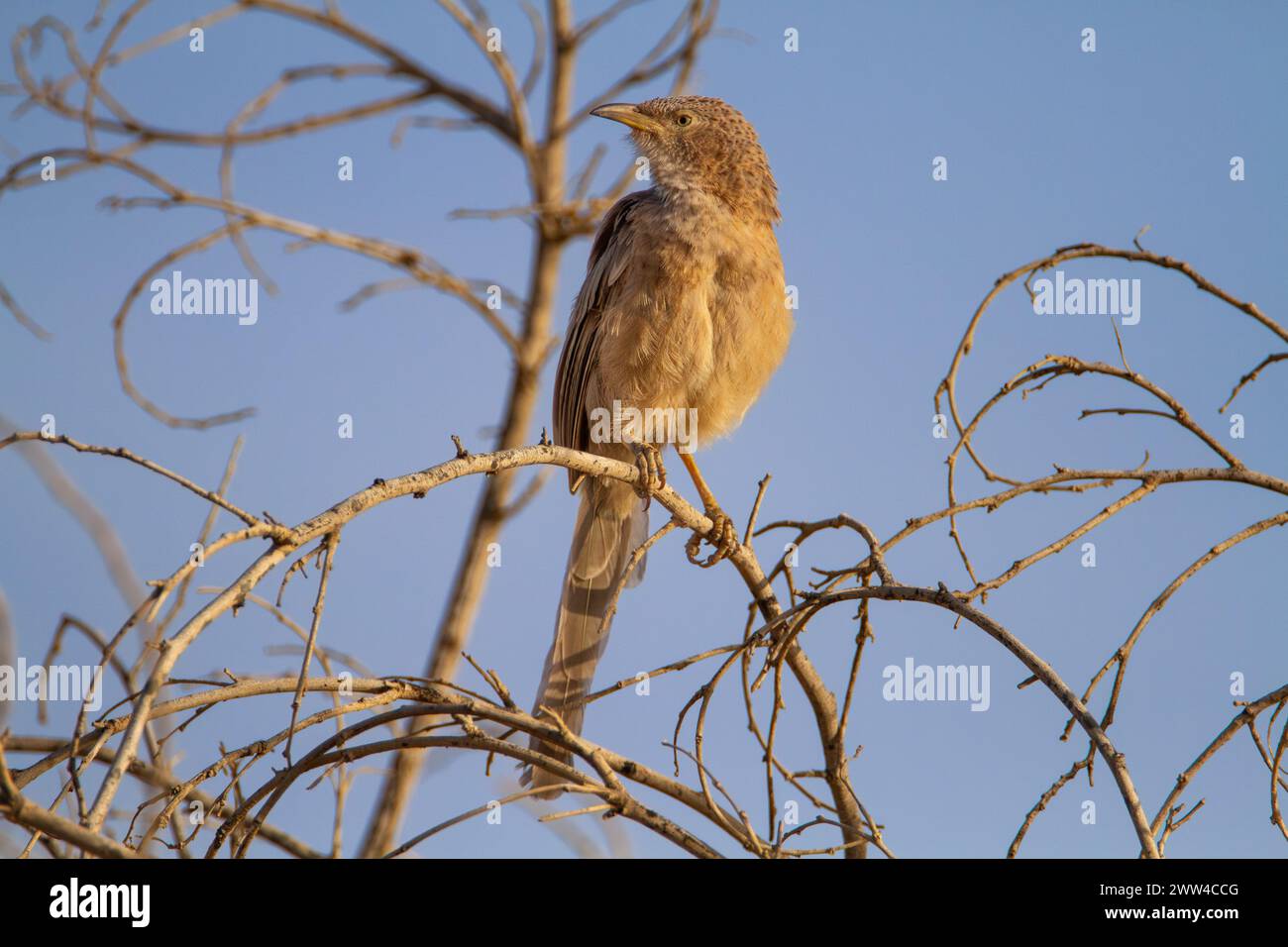 Arabischer Babbler auf einem Sträucher der arabische Babbler (Argya squamiceps) ist ein Passerinvogel. Es ist ein gemeinschaftlich nistender Vogel aus trockenem Gestrüpp Stockfoto