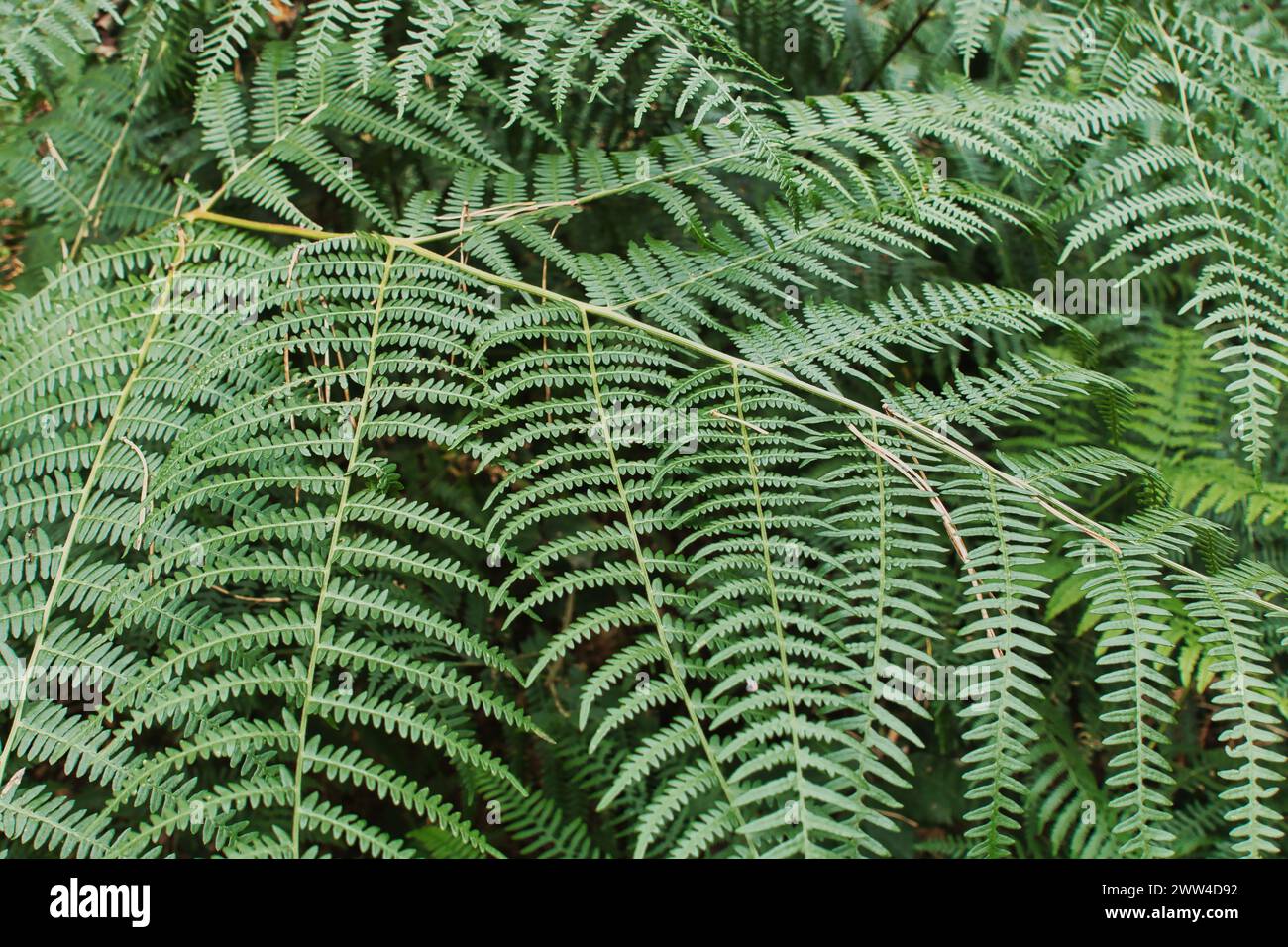 Majestätischer Wald, grüne Natur-Idylle mit Farnen, Deutschland, Mönchengladbach Stockfoto