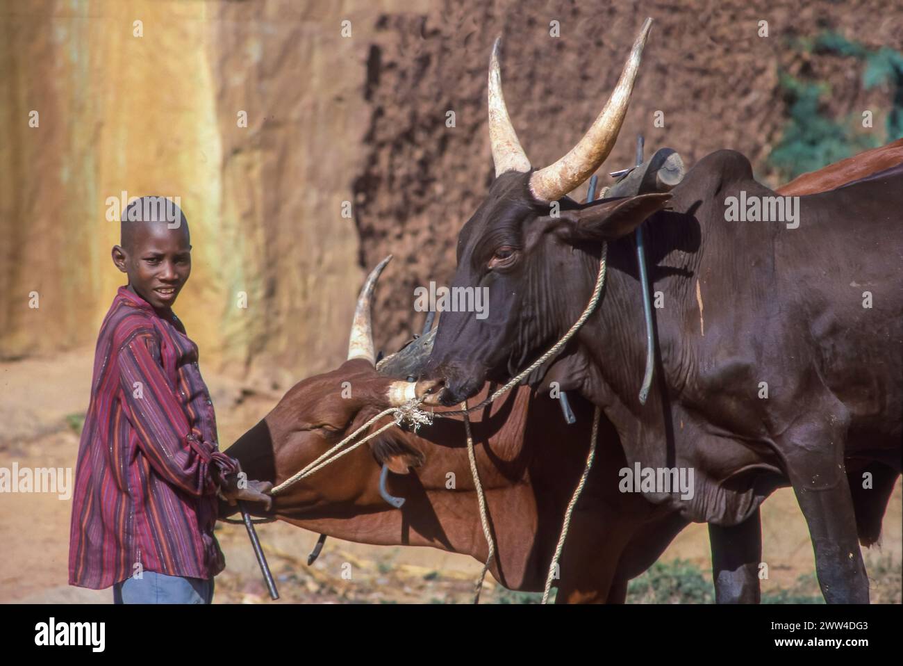 Niger, Balleyara, der Junge hält die Kühe, mit denen das Land gepflügt wird. Stockfoto