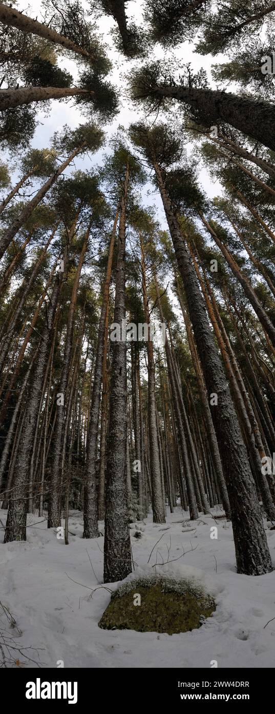Winter in den Bergen, Vitosha, Bulgarien Stockfoto