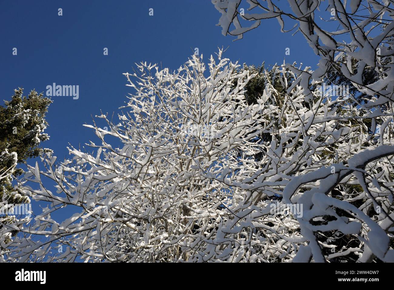 Winter in den Bergen, Vitosha, Bulgarien Stockfoto