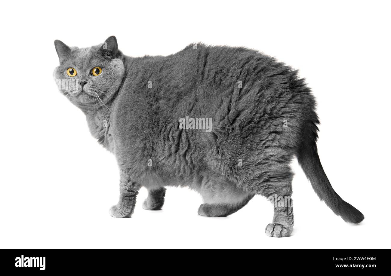 Eine fette graue britische Katze mit großen gelben Augen steht vor einem weißen Hintergrund. Adipositas der schottischen Katze. Stockfoto