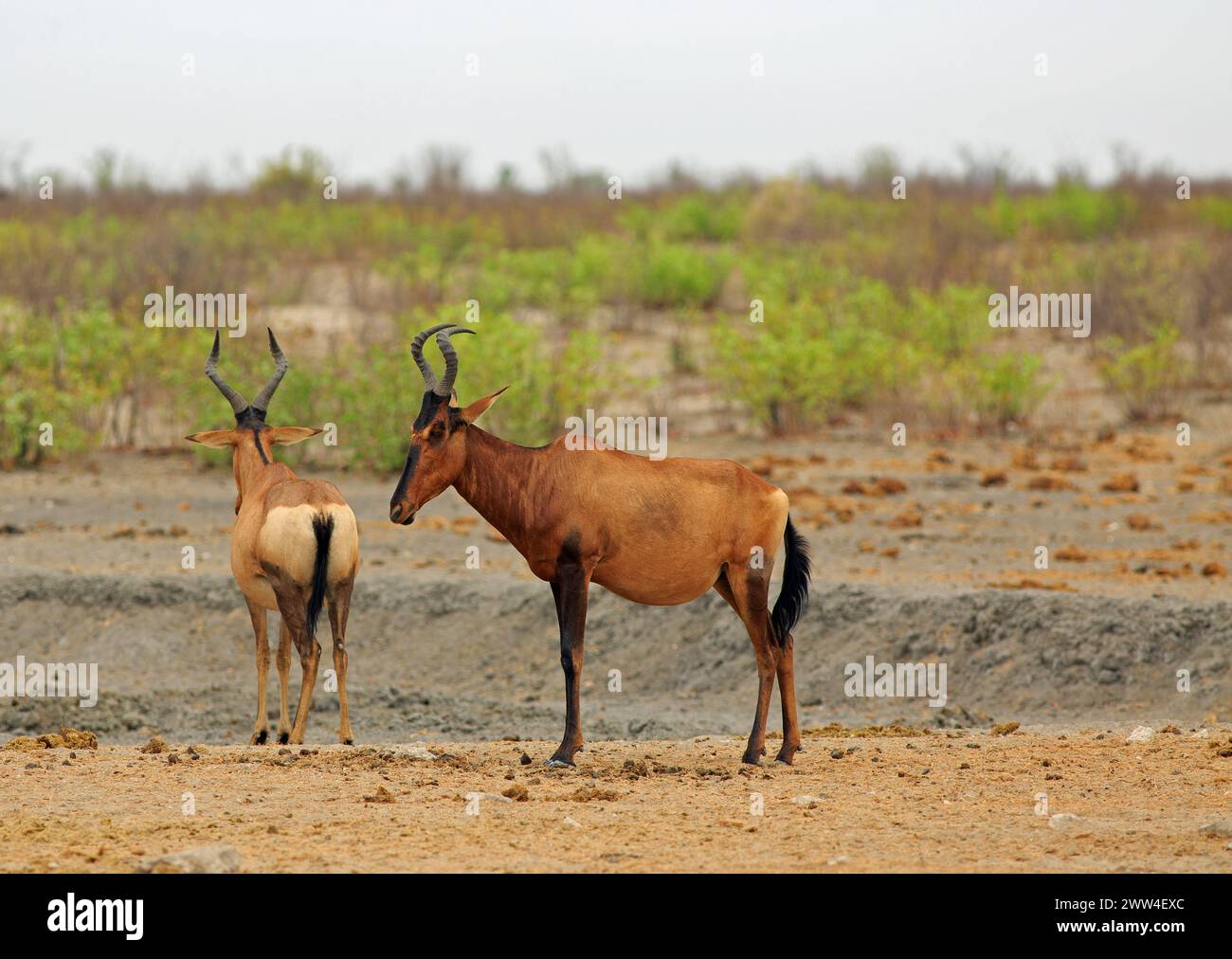 Rotes Hartebeest (Alcelaphus buselaphus caama) steht auf der trockenen afrikanischen Savanne, mit einem natürlichen grünen Buschgrund. Sie haben abgerundete Hörner und b Stockfoto