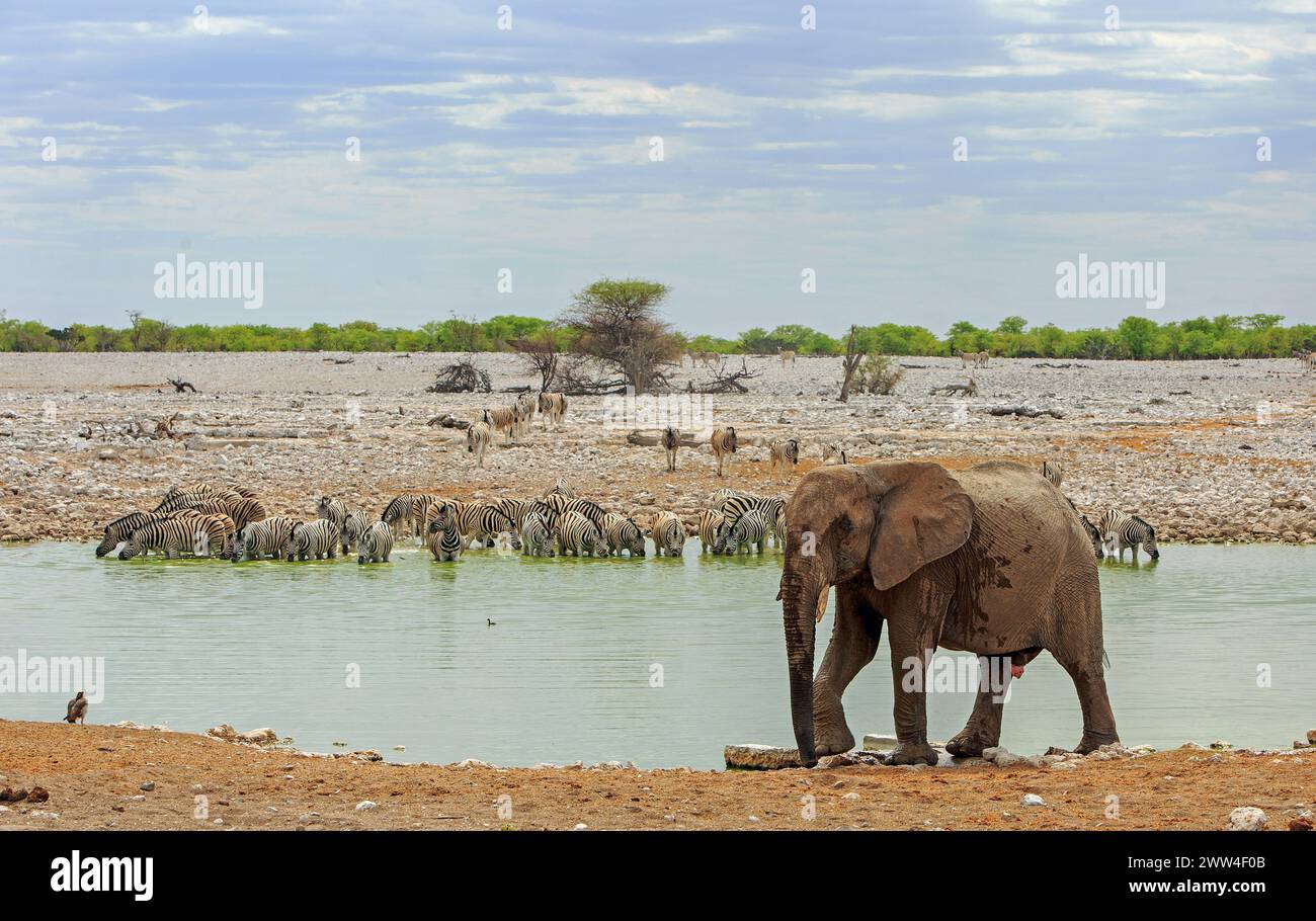 Afrikanischer Elefant, der neben einem Wasserloch mit einer Zebraherde am gegenüberliegenden Ufer spaziert Stockfoto