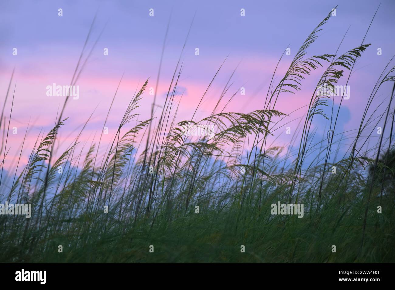 Dünen- oder Strandgras (Uniola paniculata), die während der blauen Stunde, nach Sonnenuntergang mit bläulich-violettem Himmel, im Wind bewegt werden. Stockfoto