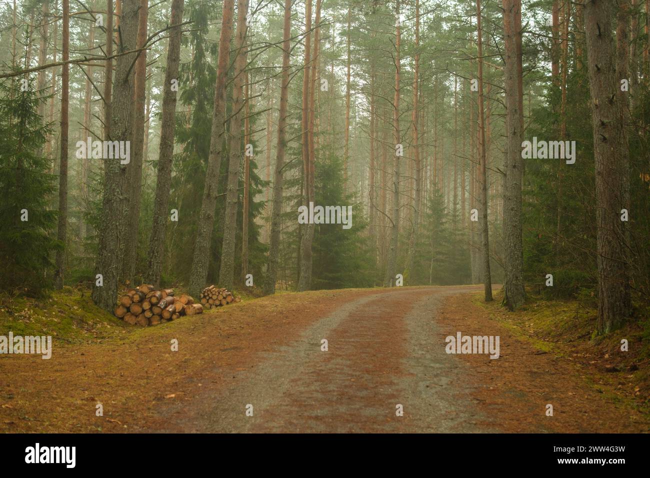 Der Nebel weht seinen Zauber, verhüllt die Forststraße in eine andere Welt und lädt Reisende zu einer Entdeckungsreise unter dem flüsternden Ananci ein Stockfoto