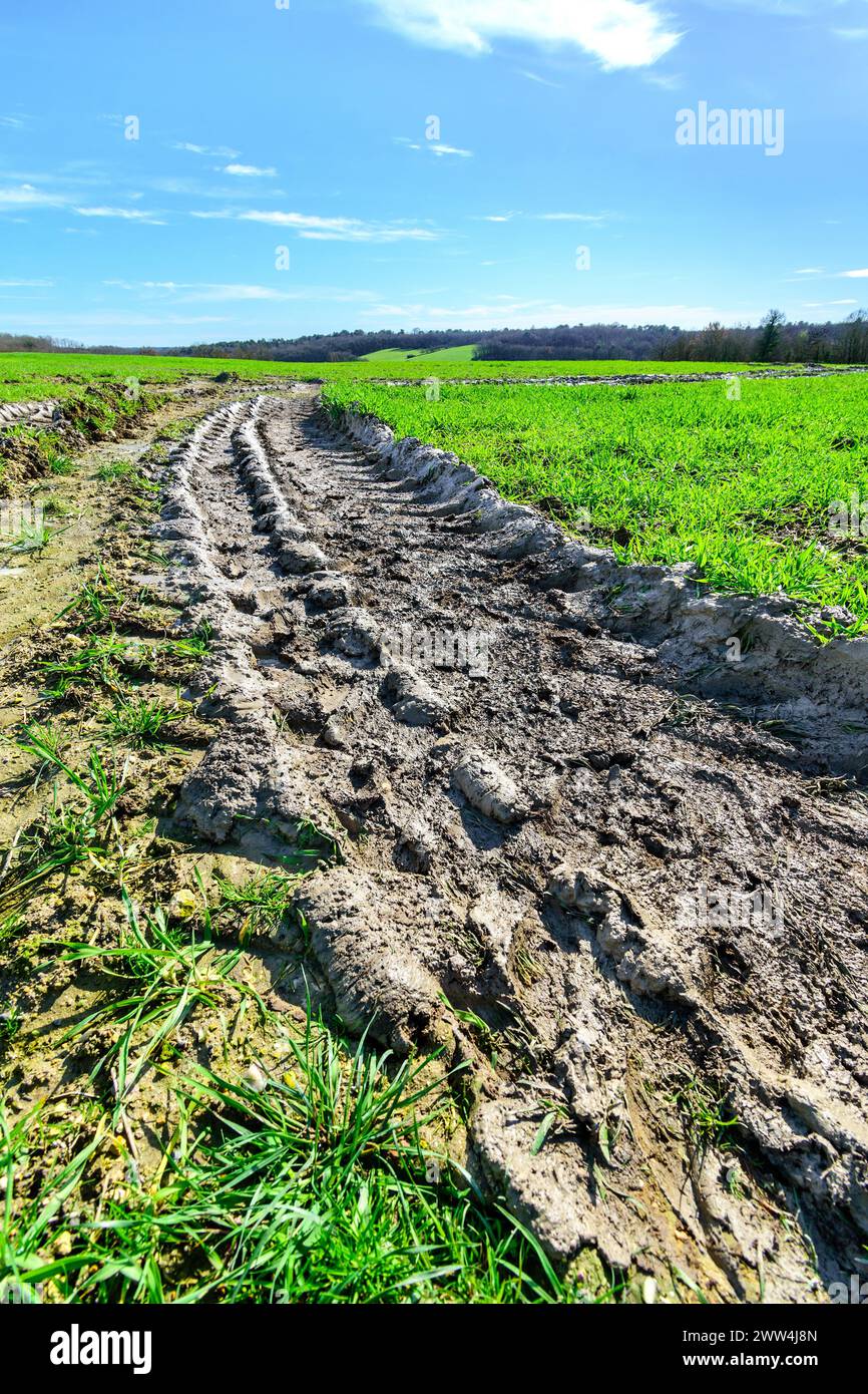 Reifenspuren in schlammigem Eingang zum Feld - Zentralfrankreich. Stockfoto