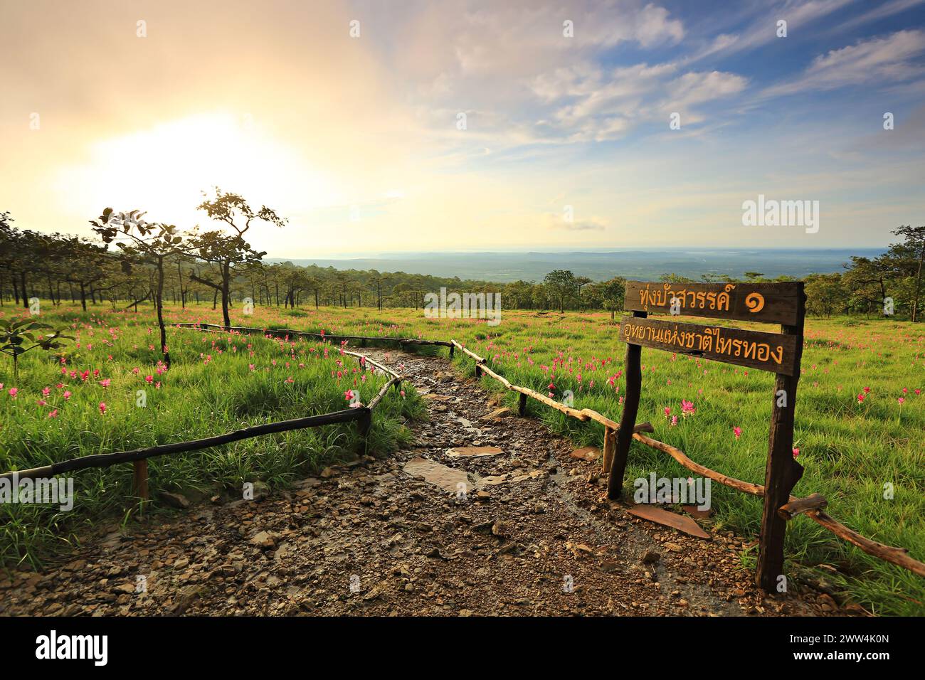 Dok Krachiao Blooming oder Siam-Tulip Festival in Thung Bua Sawan (Sai Thong National Park) Chaiyaphum, Thailand Stockfoto