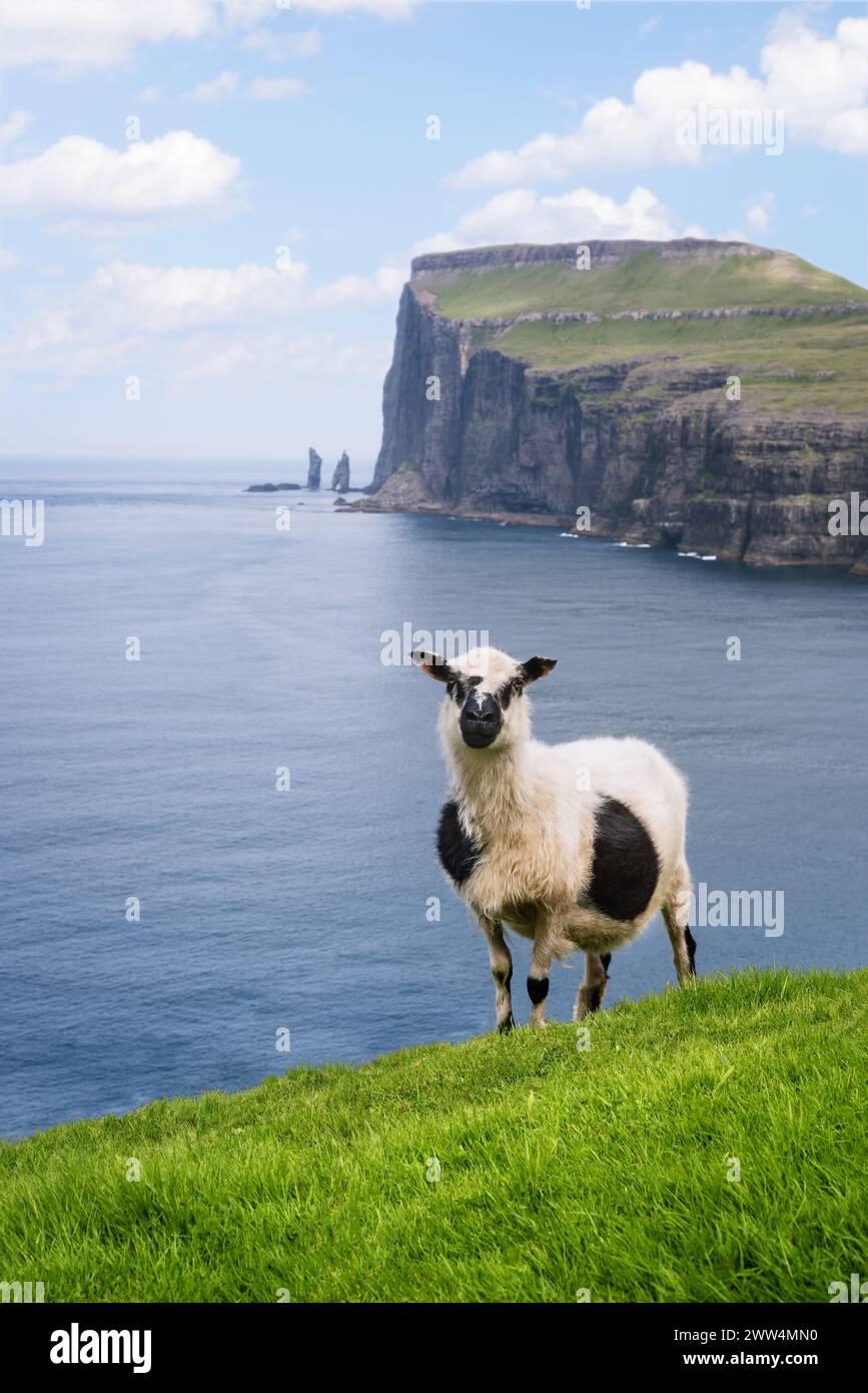 Weiße Schafe mit schwarzen Flecken auf Streymoy Island, Tjornuvik, Färöer Inseln Stockfoto