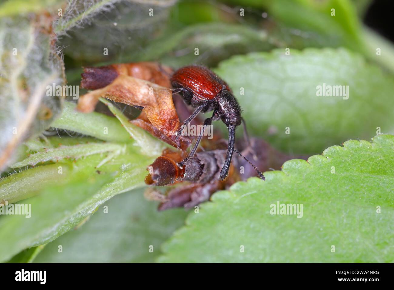 Pesch-Käfer (Rhynchites bacchus) auf den Blättern eines Pflaumenbaums im Garten. Schädling der Holzrosaceae. Stockfoto