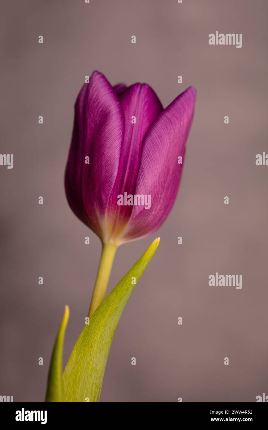 Einzelne offene violette Tulpe mit vielen Blütenblättern, aufgenommen vor einem weichen, grauen melierten Hintergrund, Hochformat Stockfoto