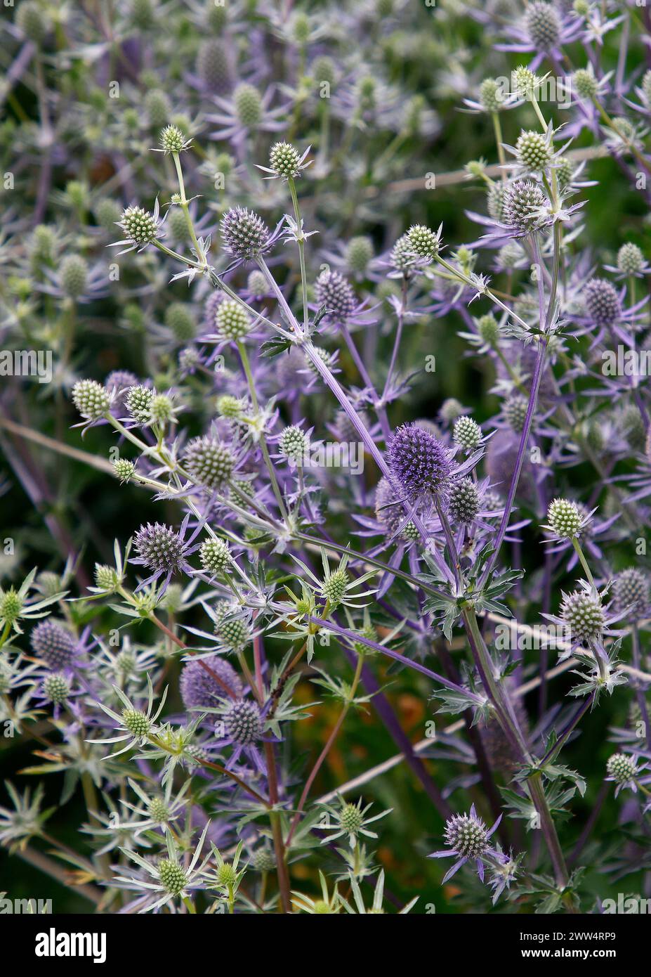 Nahaufnahme der blauen Blüten der Gartenpflanze eryngium planum Blue Glitter. Stockfoto