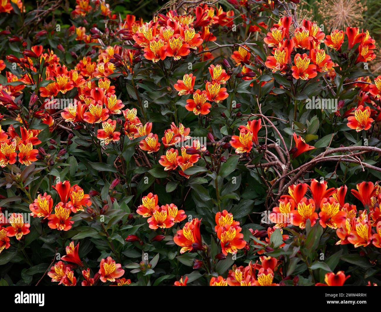 Nahaufnahme der orange gelb gesprenkelten Blüten des sommerblühenden krautigen Staudengartenpflanzenalstroemeria indischer Sommer. Stockfoto