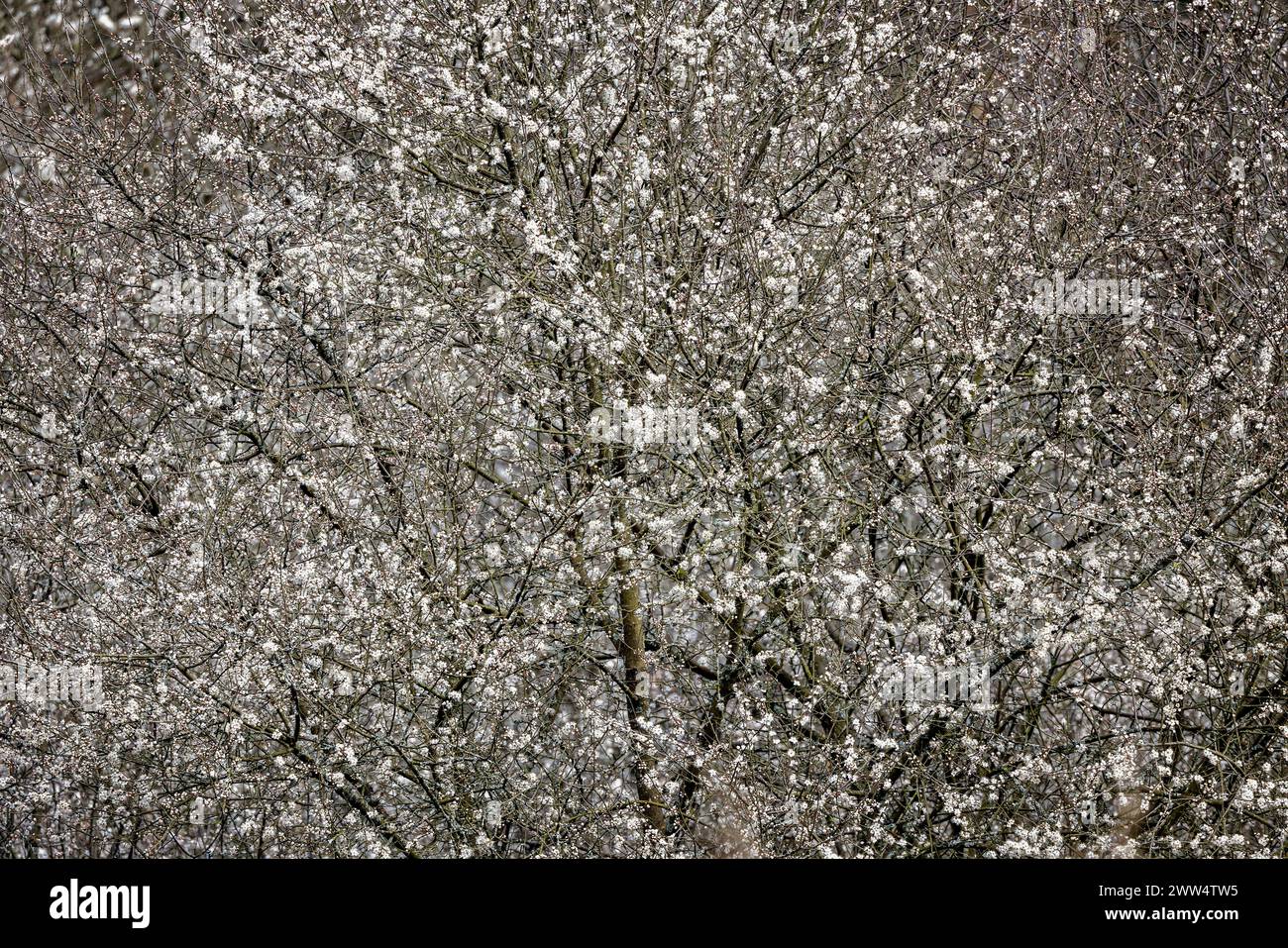 Die Masse der weißen Weißdornblüte am Weißdornbaum. Stockfoto