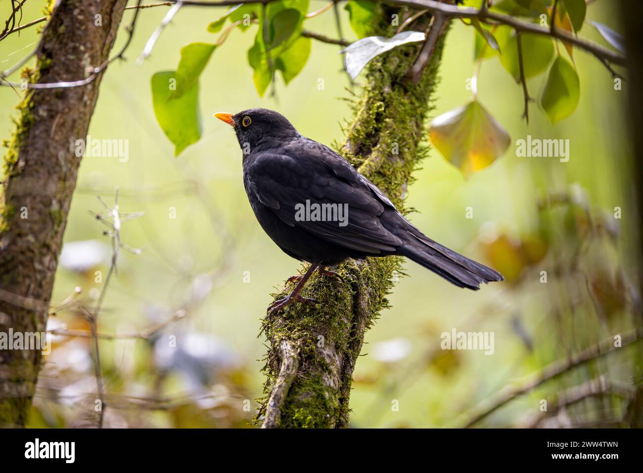 Nahaufnahme einer männlichen Amsel mit hellgelbem Schnabel und Augenring auf einem moosigen Zweig. Stockfoto