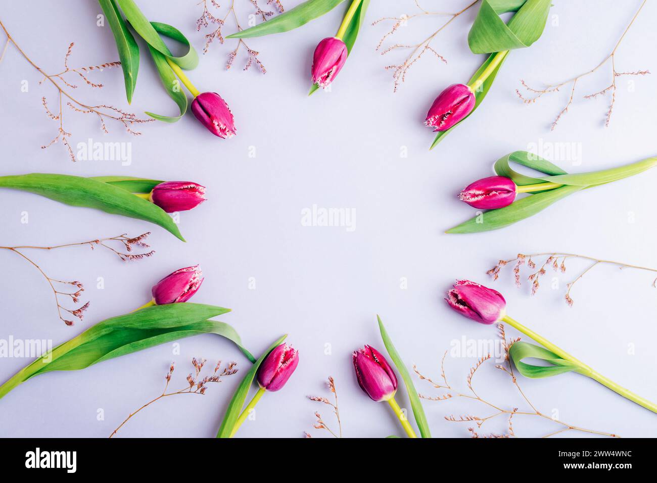 Kreisförmiges Layout mit violetten Tulpenblüten auf pastellfarbenem Fliederhintergrund. Draufsicht, flach, Kopierbereich. Stockfoto