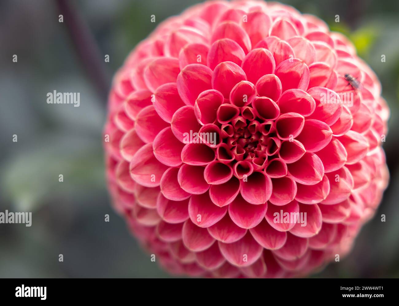 Dahlien Stockfoto