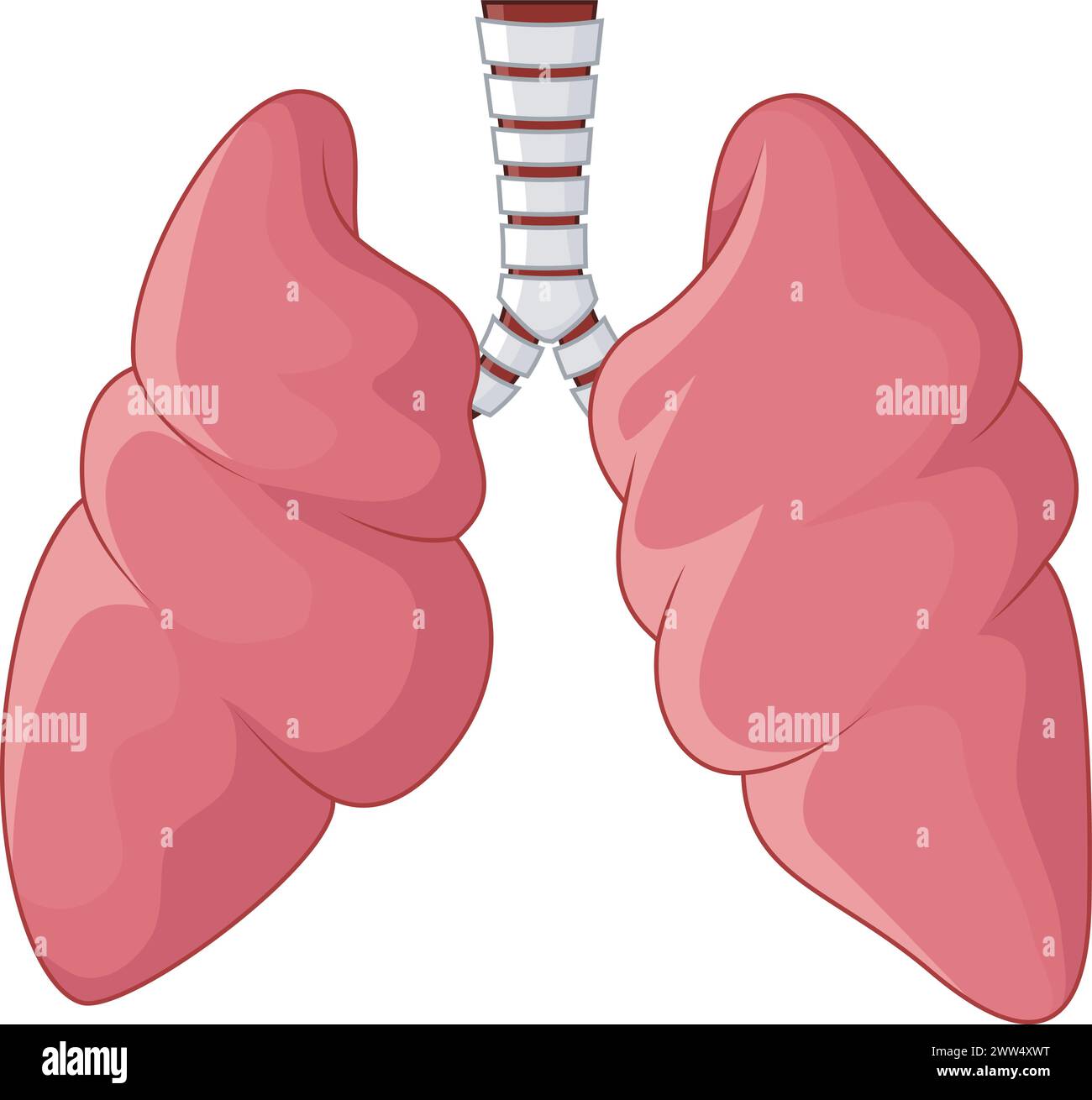 Menschliche Lungen Respiratorischer Cartoon, Vektor-Illustration Stock Vektor