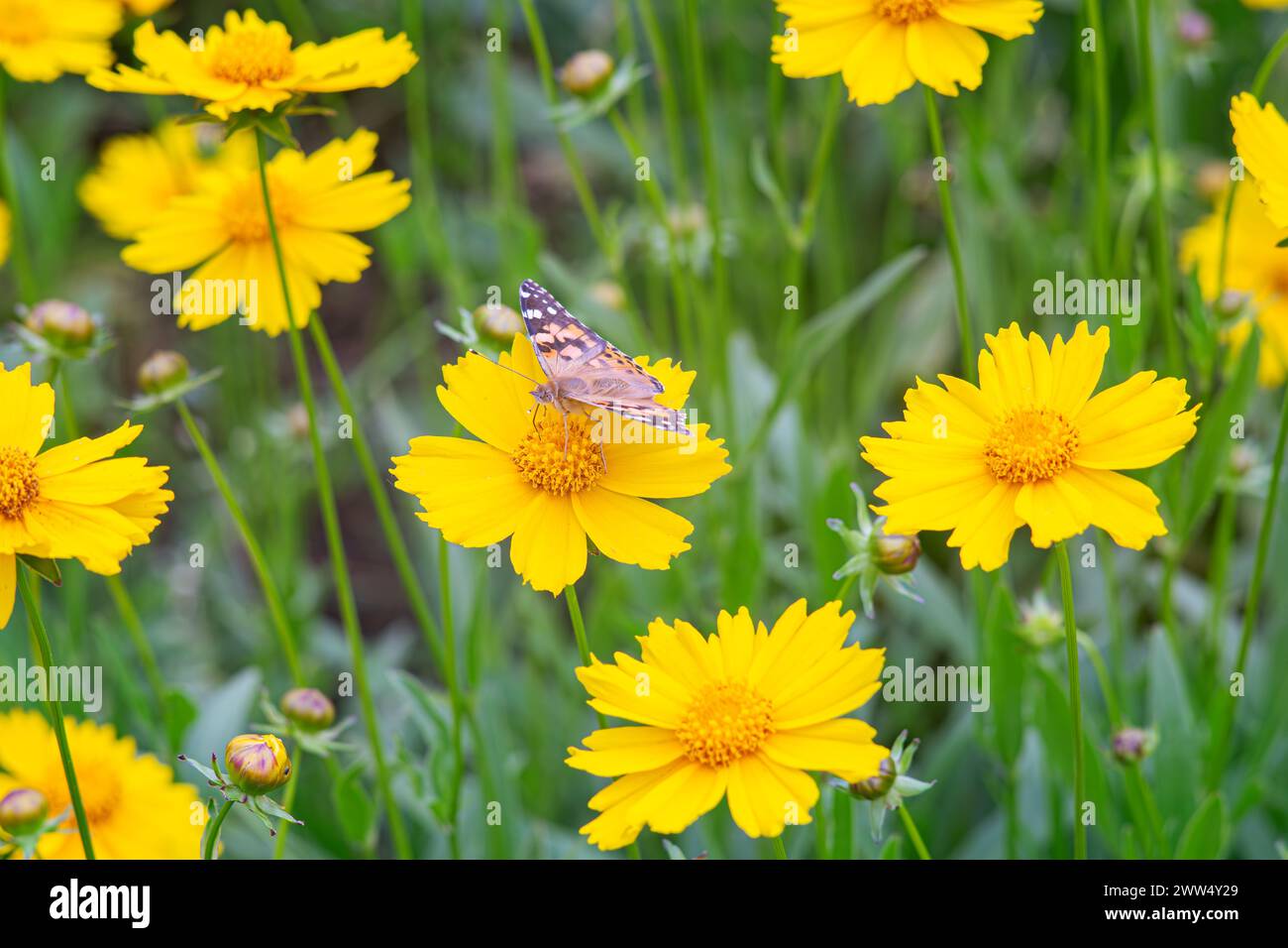 Feld der gelben Blume Coreopsis lanceolata, Lanceleaf Tickseed oder Maiden's Eye blüht im Sommer. Natur, Pflanze, floraler Hintergrund. Garten, Rasen von Stockfoto