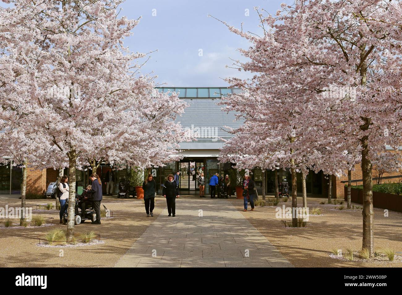 Yoshino Cherry (Prunus x yedoensis) Blossom, Welcome Building, RHS Garden Wisley, Woking, Surrey, England, Großbritannien, Großbritannien, Europa Stockfoto