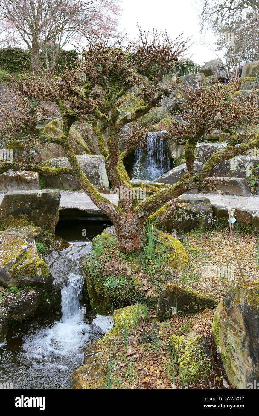 220 Jahre alte japanische Lärche (Larix kaempferi), Rock Garden, RHS Garden Wisley, Woking, Surrey, England, Großbritannien, Großbritannien, Europa Stockfoto