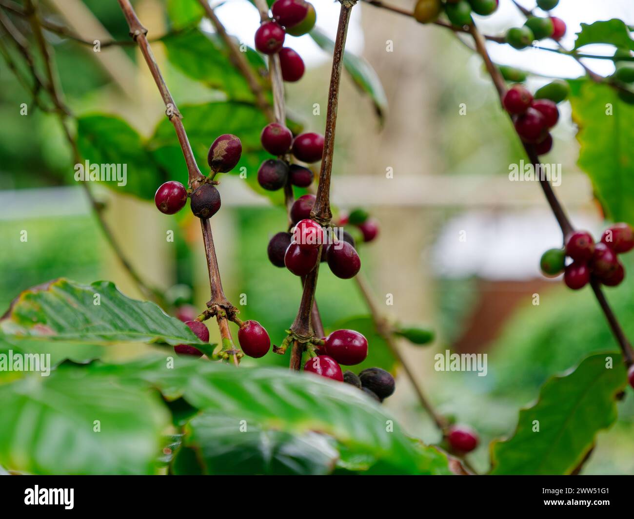 Nahaufnahme der Kaffeebohnenpflanze. Stockfoto