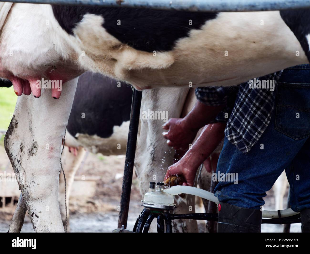Melkvorgang der Kühe. Milchkuhmelken, Melkroutinen. Stockfoto