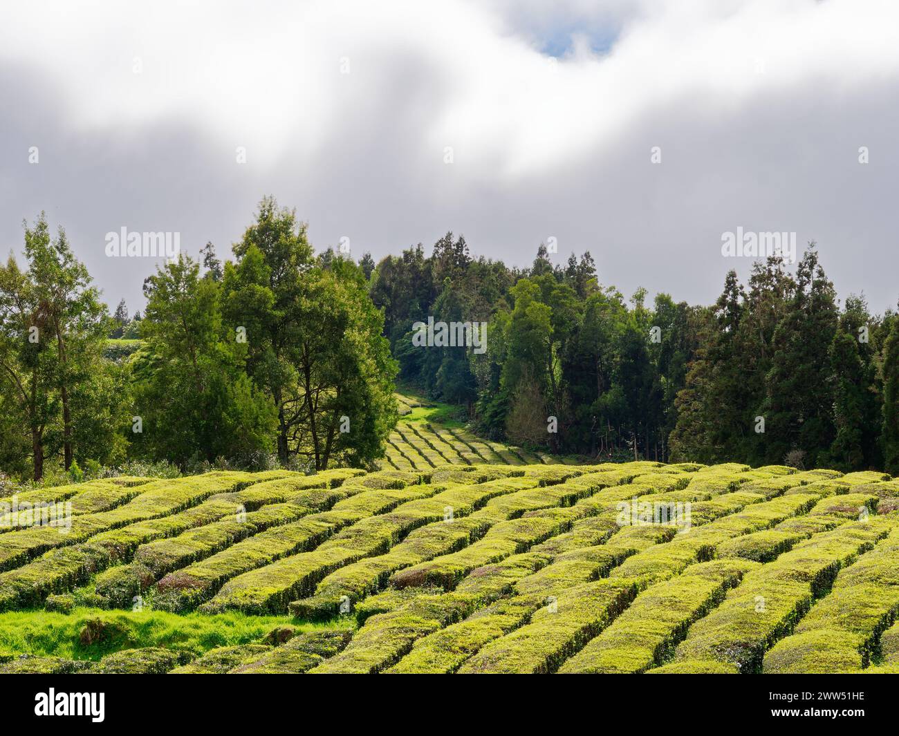 Üppig grüne Felder Teeplantage in Gorreana Tea Factory auf der Insel São Miguel auf den Azoren, Portugal. Stockfoto