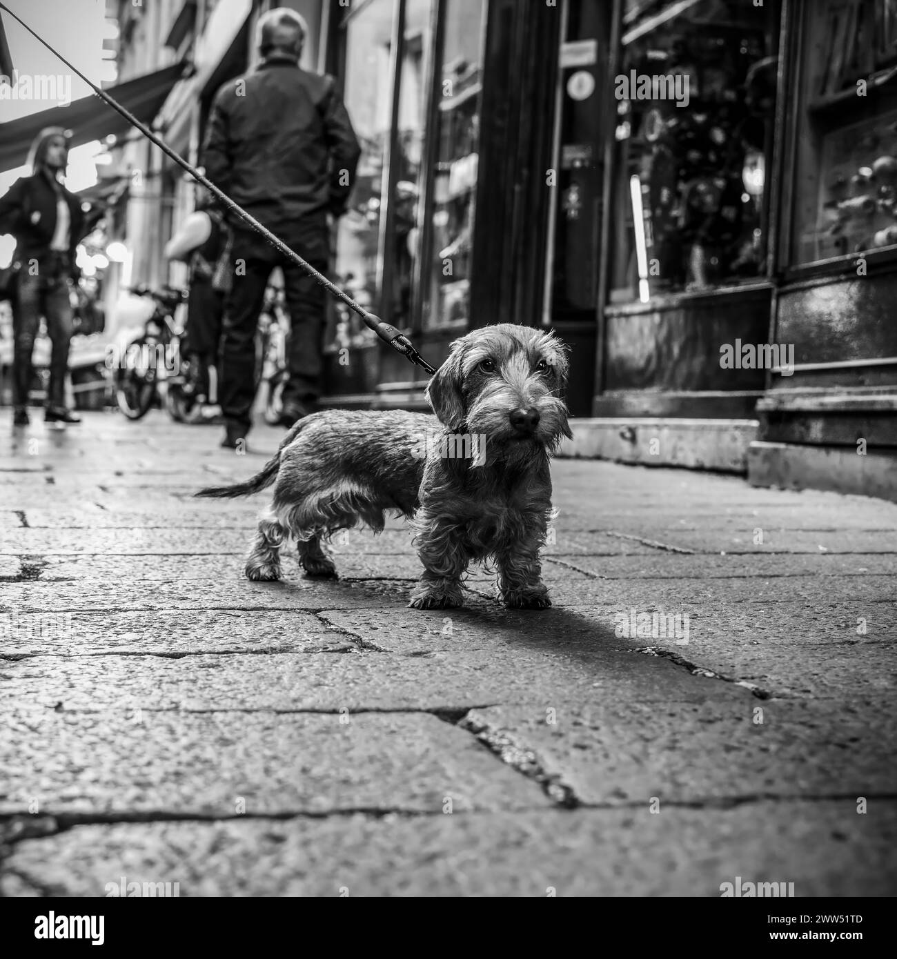 Dackel's Urban Adventure. Ein neugieriger Hund erkundet die belebten Straßen an der Leine. Schwarz- und Weißtöne unterstreichen die Texturen des urbanen Lebens. Stree Stockfoto