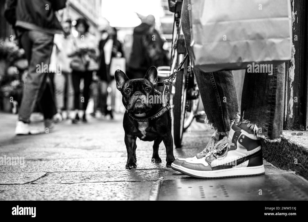 Eine stilvolle französische Bulldogge wartet geduldig auf einer belebten Stadtstraße und verkörpert City Chic in das Leben eines Hundes. Scharfe Kontraste definieren dieses Schwarz und wh Stockfoto