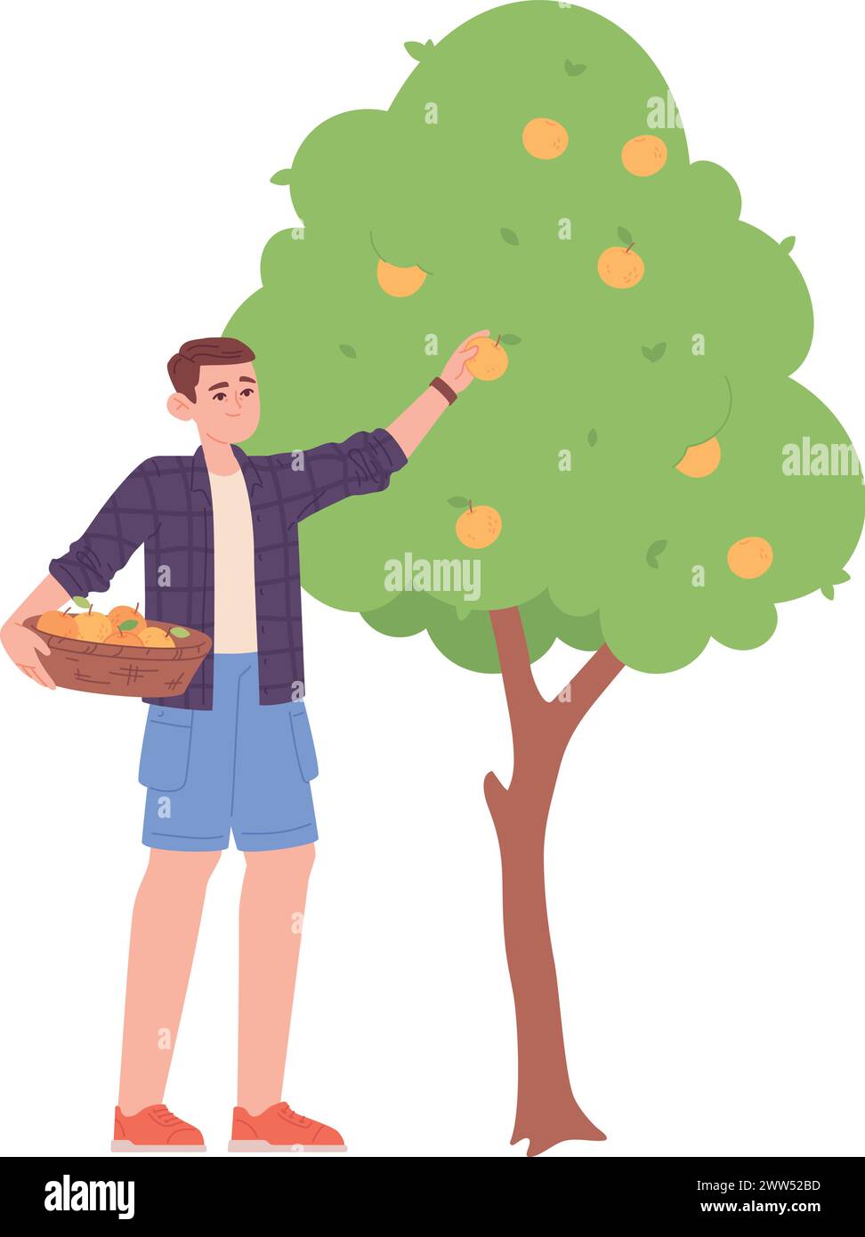 Obstgartenernte. Glücklicher Kerl mit Apfelkorb isoliert auf weißem Hintergrund Stock Vektor