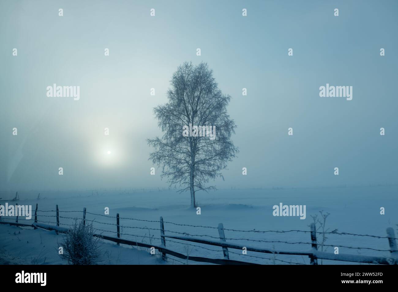 Nebelige Landschaft im Winter. Eingefrorener Baum. Stockfoto
