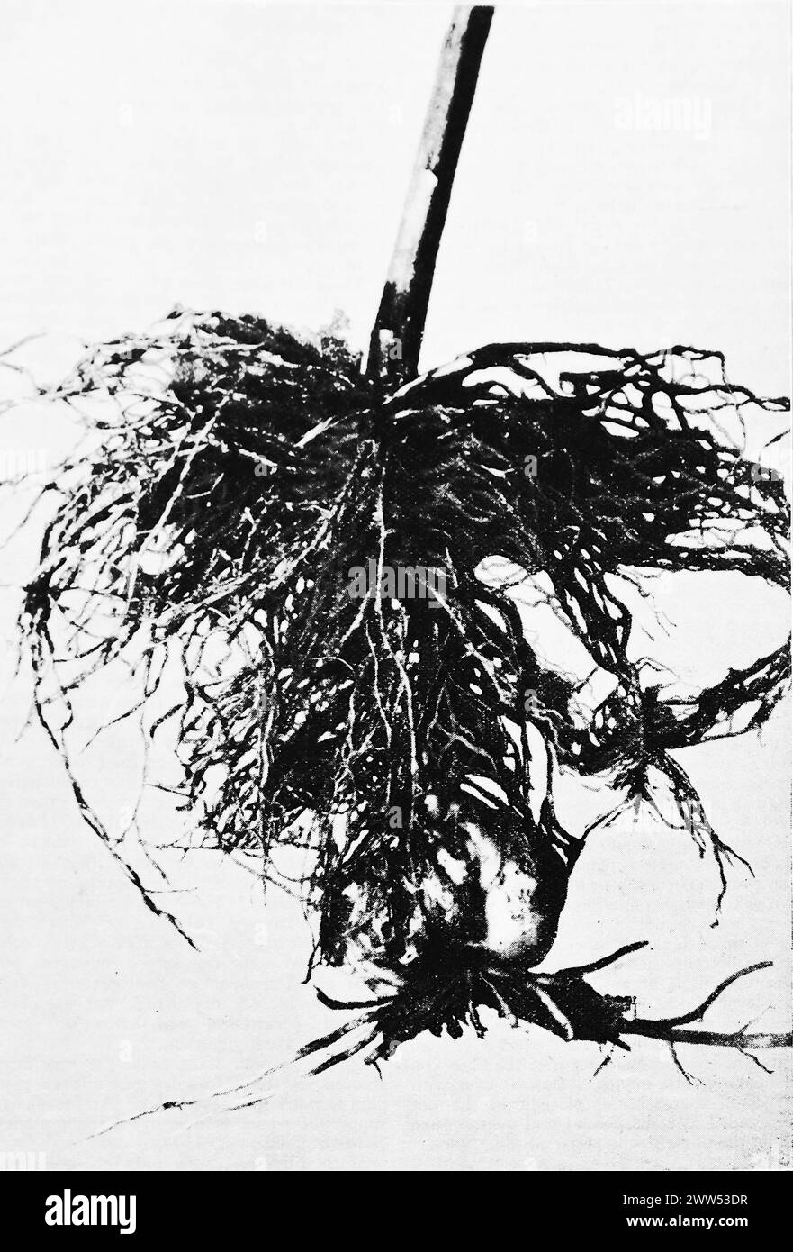 Stamm und Knolle von L. Auratum, die die relative Menge der über und unter der Knolle abgegebenen Wurzeln aus einer nicht zugeschriebenen Abbildung zeigen. Schwarz-weiß. Foto aus einer Zeitschrift, die ursprünglich 1898 veröffentlicht wurde. Stockfoto