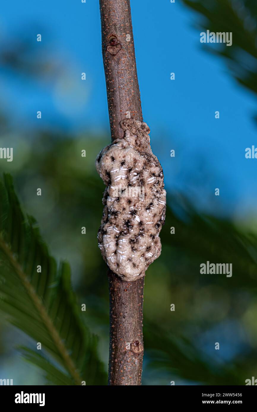 Weiße Schildkrötenschuppen der Familie Coccidae Stockfoto