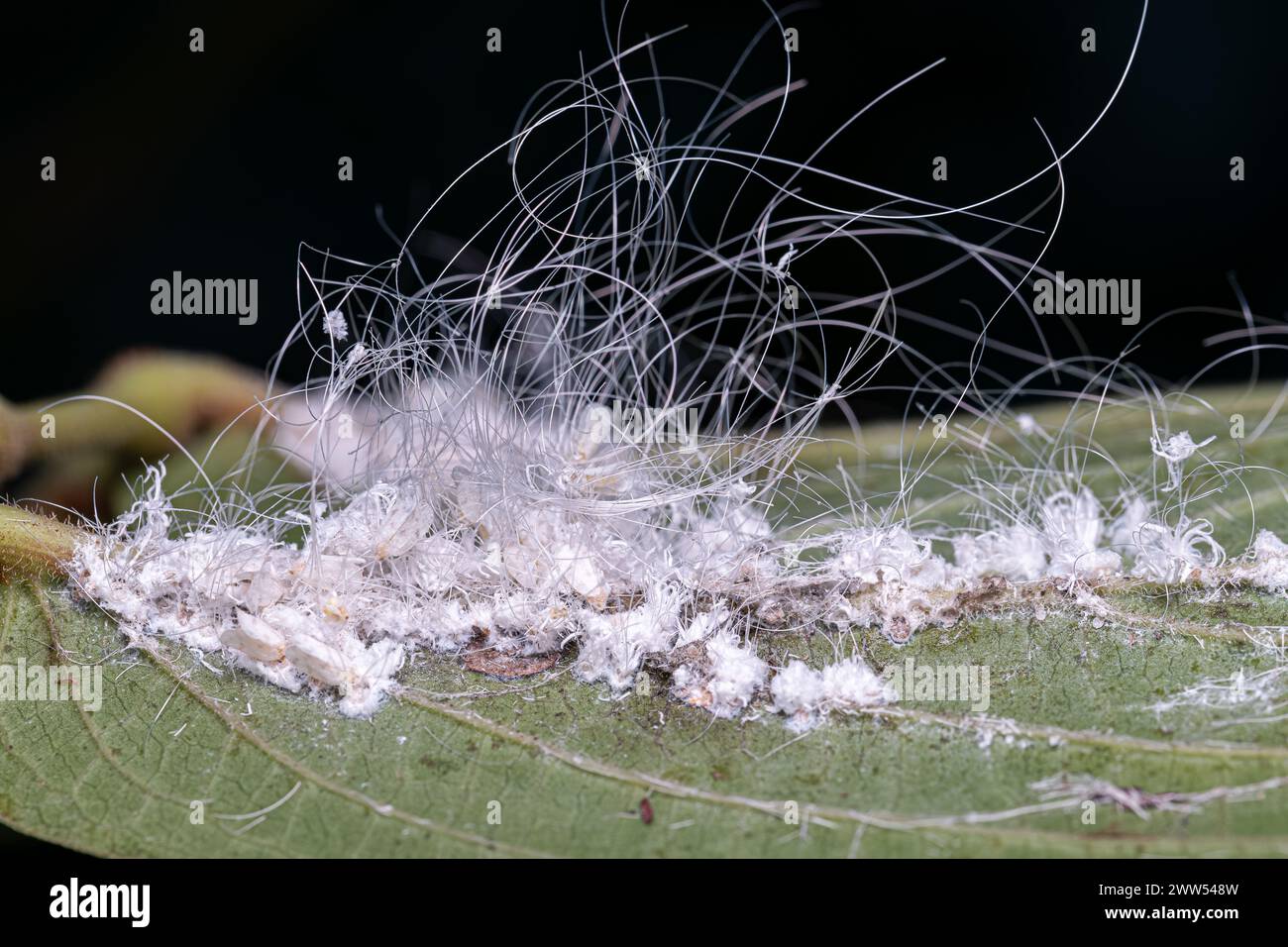 Kleine Weißfische Insekten der Familie Aleyrodidae Stockfoto