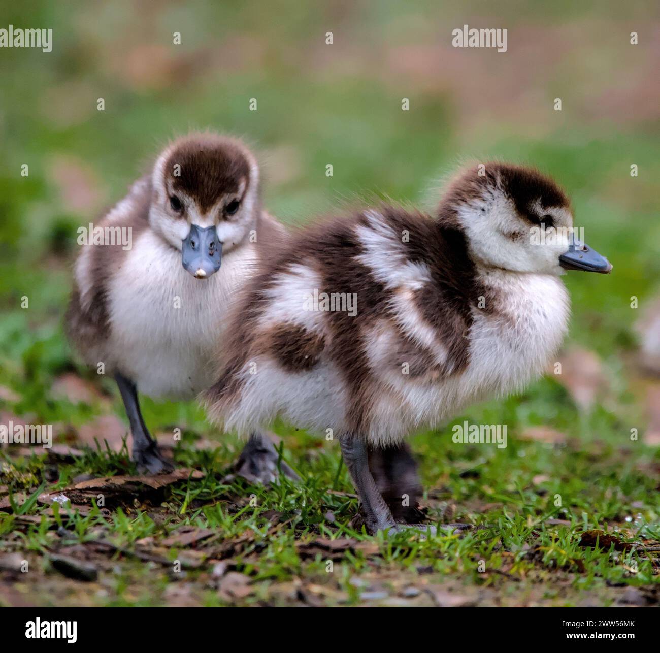 Wo kleine und süße Jungvögel ägyptischer Gänse Stockfoto