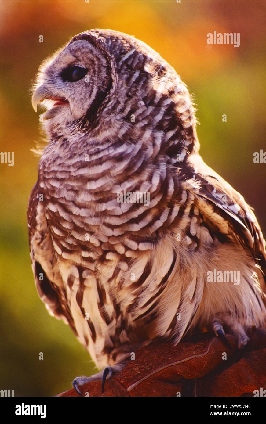 Barred Owl, Hawk Mountain Sanctuary Stockfoto