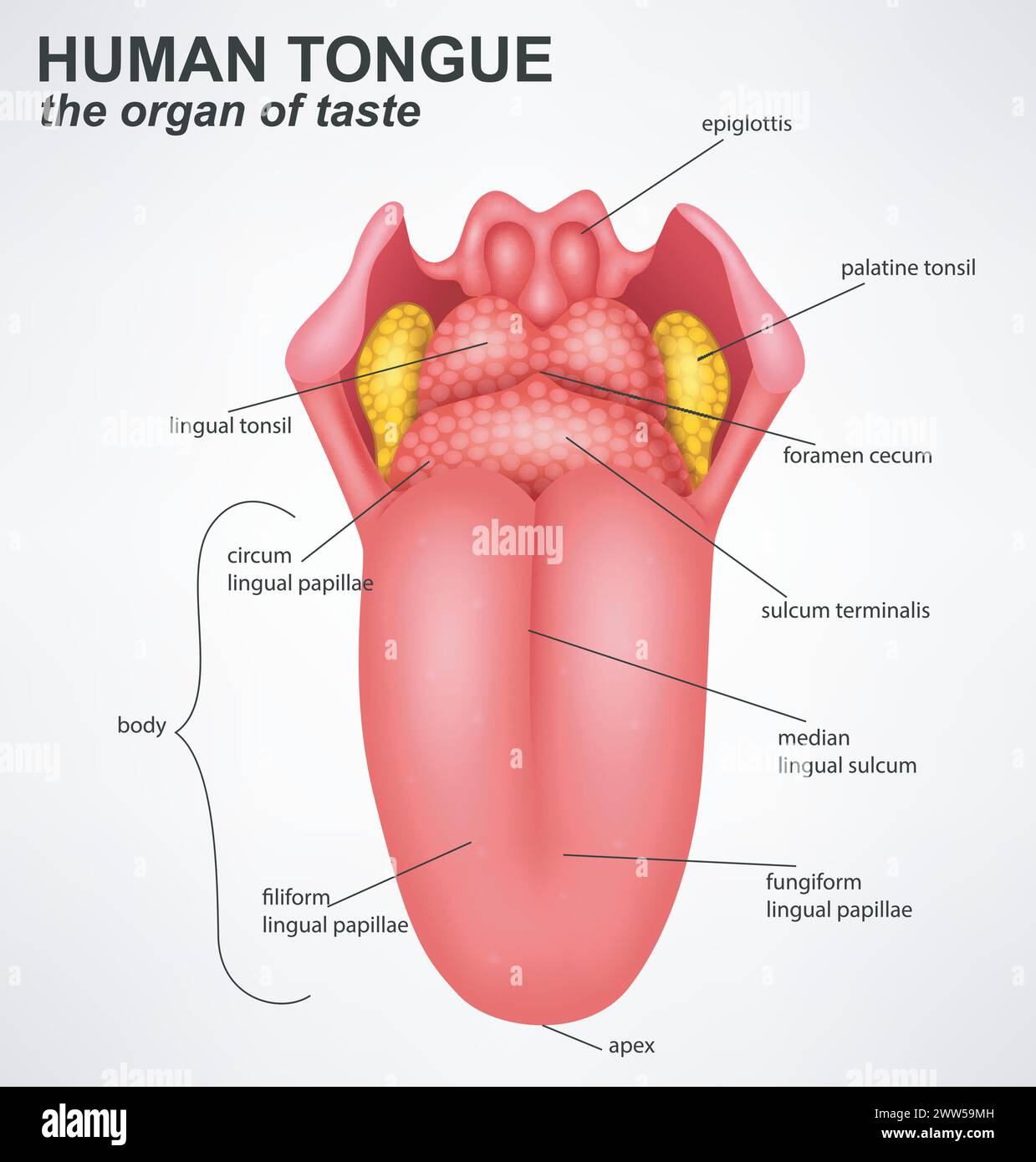 Anatomiestruktur Der Menschlichen Zunge, Vektorillustration Stock Vektor