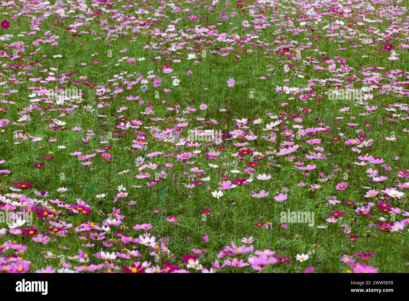 Schöne rosa Blumen im grünen Gras. Attraktiver Hintergrund. Stockfoto